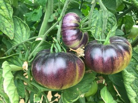 Imagen El Laboratorio de la Diputación comienza el autocontrol de la primera campaña de Tomate de Martín Muñoz para mantener su marca de calidad